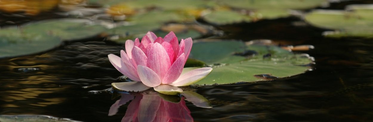 WELLNESS IN BLOOM: THE HEALING GARDEN TOUR - OCTOBER