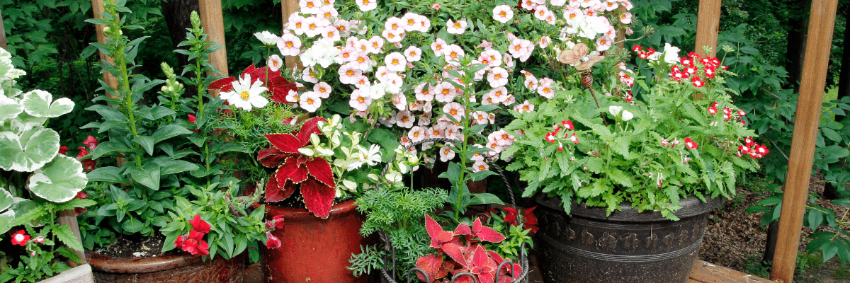 Plant, Design & Grow: Fall Container Garden Workshop