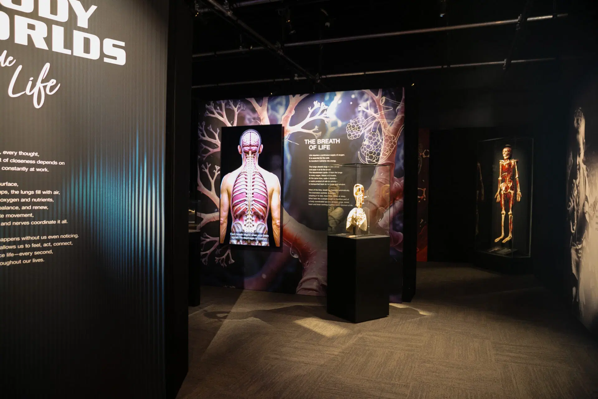 The Health Museum BODY WORLDS: Inside Life Exhibit