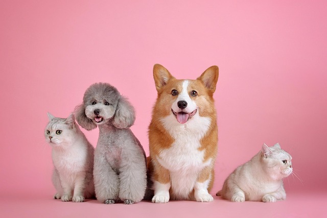 Pet Party & Adoption Event
