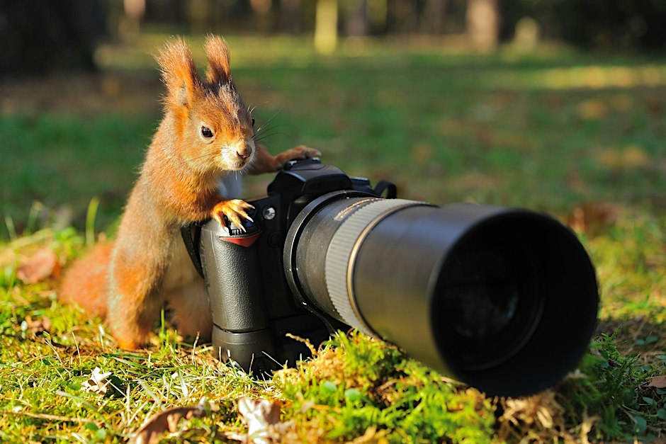 Wildlife Photography with ASoP