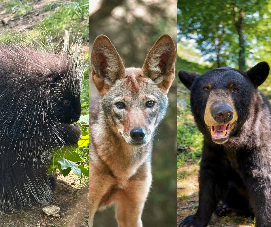 Animal Encounters