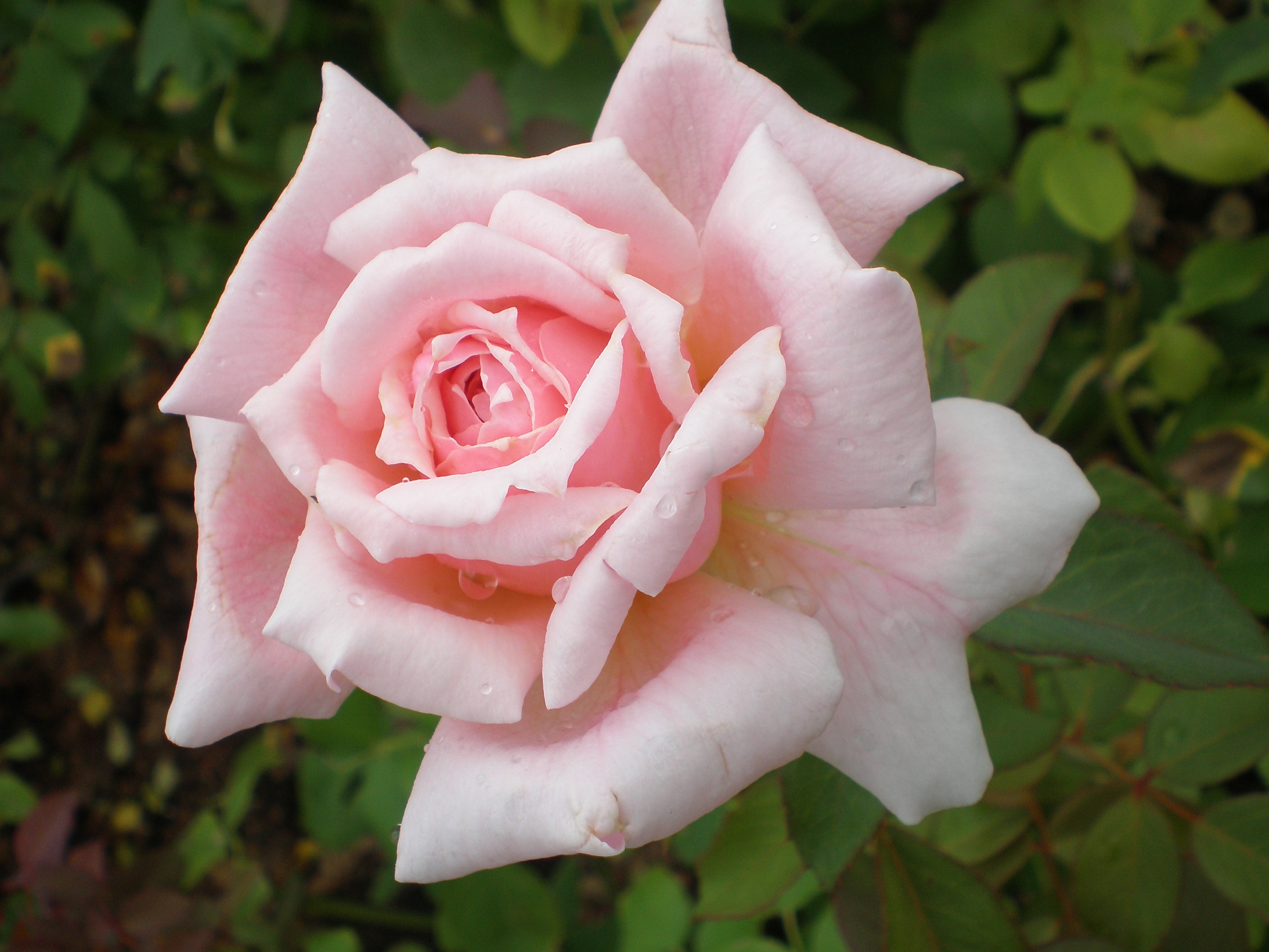 Richmond Rose Society Show
