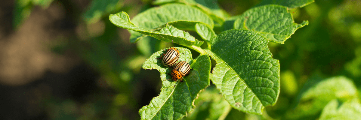 Best Pest Management Practices in an Organic Veggie Garden